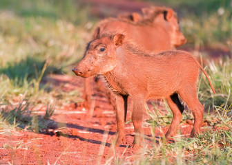 Fototapeta premium Young Warthog standing on a bush track in grass