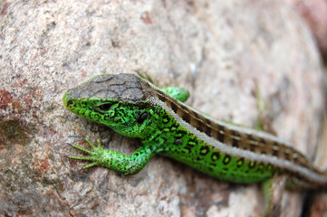 Fototapeta premium Jaszczurka