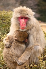 maman macaque
