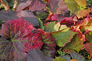 Weinlaub im Herbst