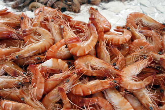 crevettes roses