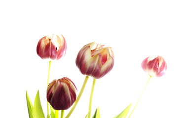 Tulpen auf weiss
