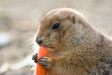 Naklejka premium Prairie dog eating carot