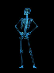 x-ray skeleton