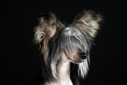 Chinesischer Schopfhund