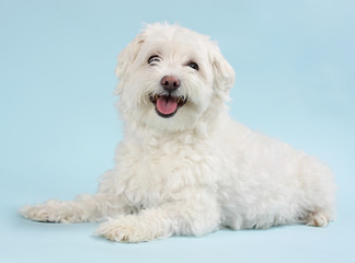white bichon