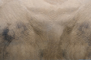 &eacute;l&eacute;phant