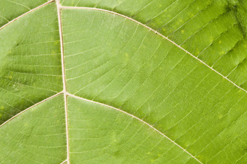 leaf texture