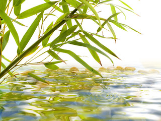 bamboo garden