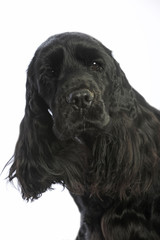 portrait d'un cocker spaniel noir