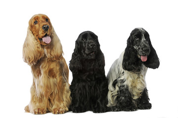 trois variétés de cockers anglais sur la même photo