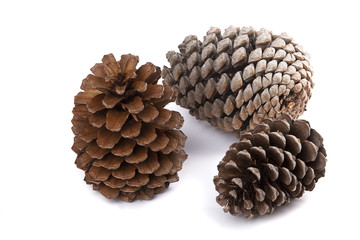 Tannenzapfen