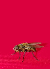 mouche