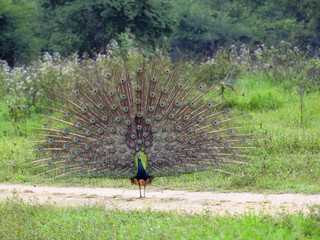 peacock dancing