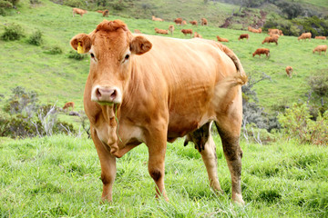 jeune vache limousine au pâturage