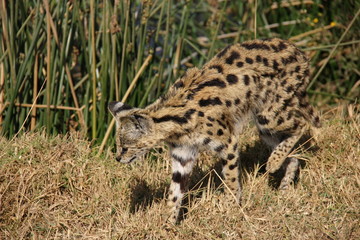 Serval