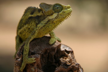 Caméléon
