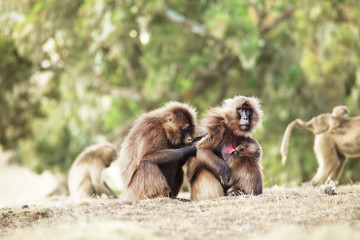 Monkey Gelada