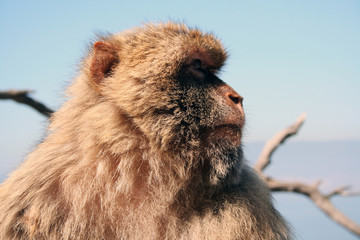 Singe magot