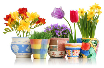 Spring flowers in pots - 20925075