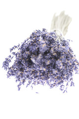 Lavandula@02