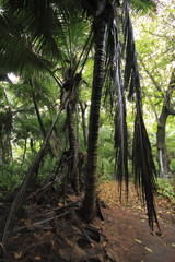 denis island seychelles foresta