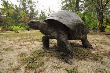 denis island seychelles tartarughe