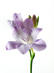 one violet freesia isolated
