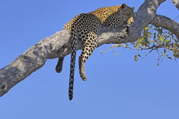 Dekokissen Leopard, der auf einem Ast schläft © Himage
