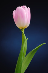 Tulip