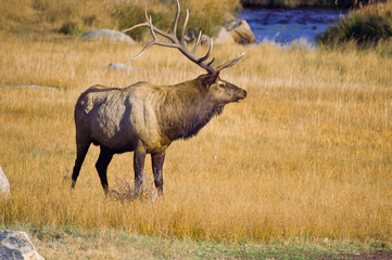 Bull Elk