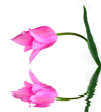tupil and reflection