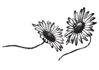 antique daisies engraving (vector)