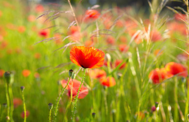 red poppies on field