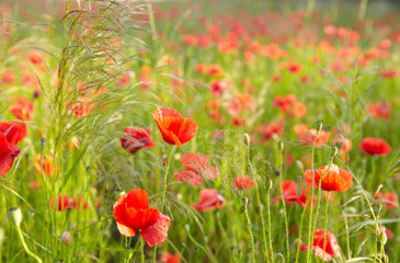 red poppies on field