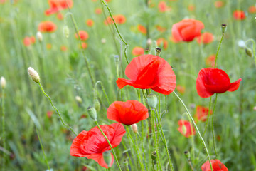red poppies on field