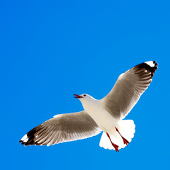 Seagull in flight.