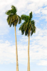 Obraz premium palm trees