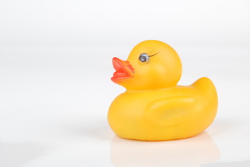 duck