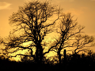 Obraz premium Trees in the sunset
