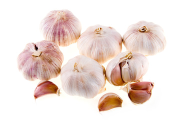 Garlic