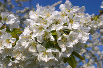 Weisse Blüten am Apfelbaum