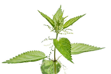 nettle plant