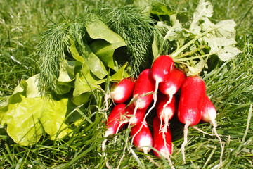 garden radish. © Maksim Shebeko