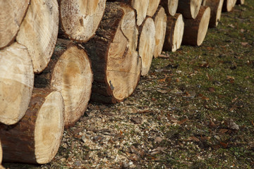 Ster Holz © Manuel Schäfer