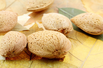 amandes sèches, feuilles mortes d'automne