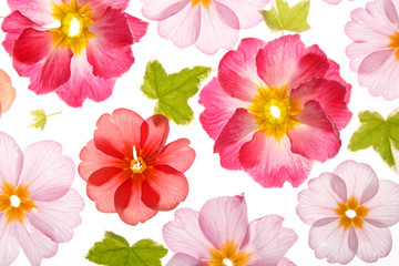 primula flowers with green leaves