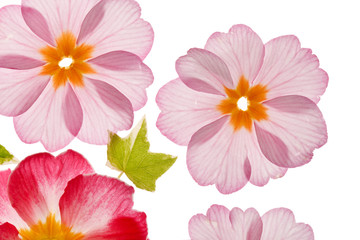 primula flowers with green leaves