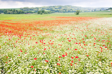 summer meadow in blossom