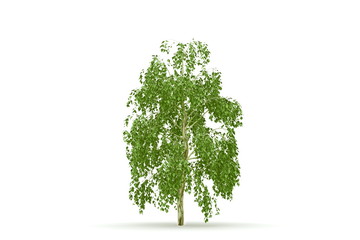 Obraz premium Birch tree isolated